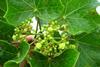 Jatropha: Is a leafy shade of Green the answer?