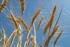 The picture isn’t so golden for some of Western Australia’s wheat ports