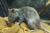 Diseased: Rattus Rattus, or the Black Ship Rat spread bubonic plague around the world. Photo: HZel