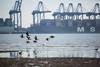 The image shows a vessel at berth in Harwich Haven with seabirds flying in the foreground