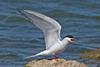 Peel Ports is helping create new areas of breeding habitat for seabirds such as the Common Tern Photo: Steve Young/Peel Ports