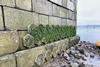 Living wall tiles at Falmouth Harbour