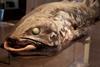 Coelacanth.jpg