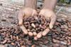 Hands holding cocoa beans