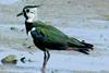 Lapwings nesting on the Tyne