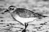 Grey plover uses Estuary as filling station on its migration