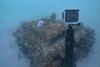 The Ecoreef installation underwater in the UAE