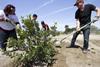 I Dig Long Beach was an aggressive urban forest project launched to plant 6,000 trees by 2020