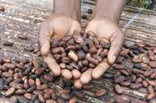 Hands holding cocoa beans