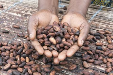 Hands holding cocoa beans