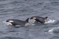 Orca