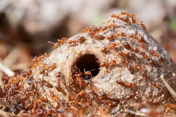 Ant colony