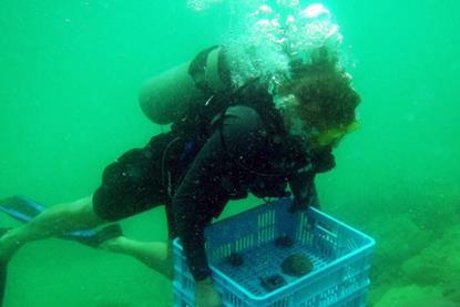 The operator is spearheading a vital coral relocation research study Photo: AD Ports