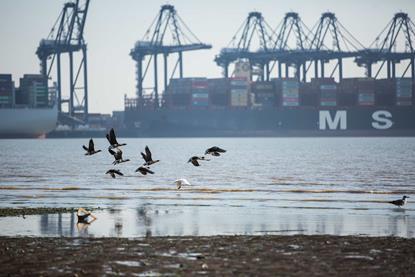 The image shows a vessel at berth in Harwich Haven with seabirds flying in the foreground