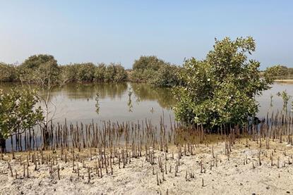 mangroves in UAE Photo DP World