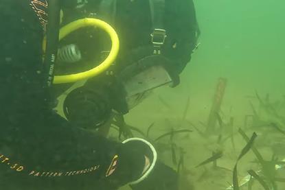 A diver checking the health of seagrass in NSW
