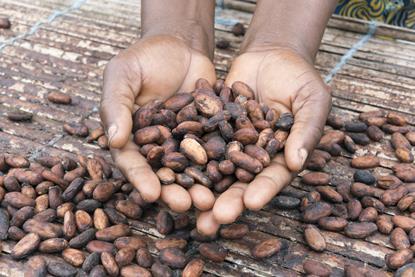 Hands holding cocoa beans