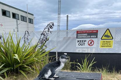 A Little Blue Penguin staking claim to a nesting box painted as a fire brigade station