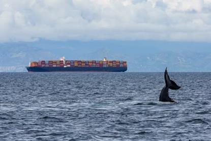Container ship with whale tail in the foreground