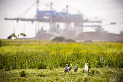 The image shows birds in front of the Port of Rotterdam