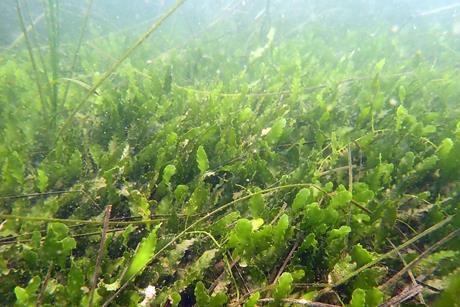 A picturw of Caulerpa prolifera in eelgrass south San Diego Bay