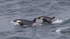 Orca
