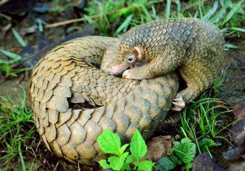 The project will work to conserve species including the critically endangered Philippine Pangolin Photo: Shukran888/Wikimedia/CC BY-SA 4.0